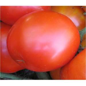 ЦРХ 31008 F1 (CRX 31008 F1) - томат детермінантний, 1 000 насінь, Agri Saaten (Агрі Заатен) Німеччина фото, цiна